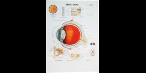Poster van het schematische oogstelsel