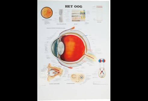 Poster van het schematische oogstelsel