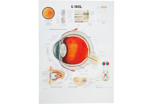 Poster van het schematische oogstelsel (Franstalig)
