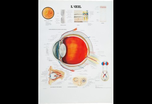 Poster van het schematische oogstelsel (Franstalig)
